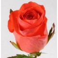Коралловые розы поштучно Коралловые розы поштучно